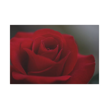 Red Rush Rose Wall Art Canvas