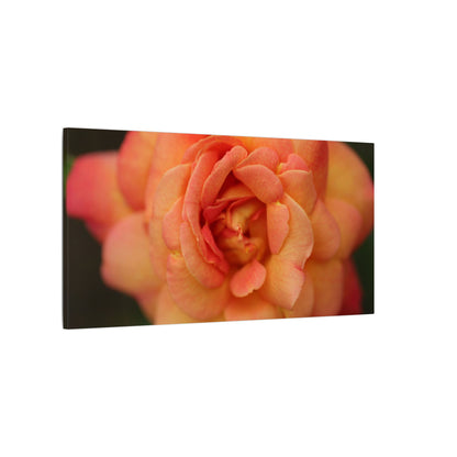 Sunset Sherbet Rose Wall Art Canvas