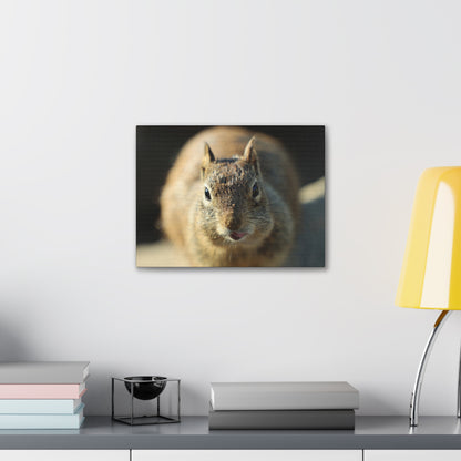 Starving Beach Squirrel - Wall Canvas
