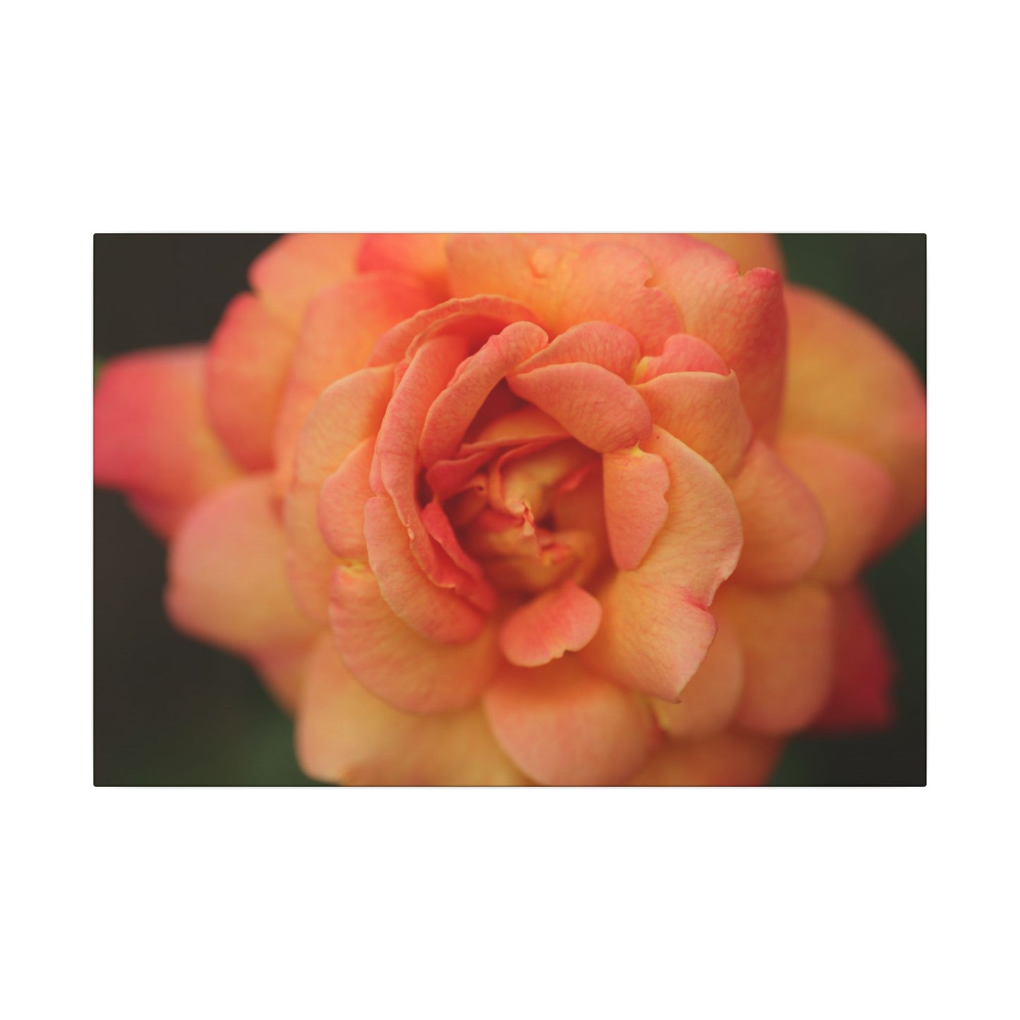 Sunset Sherbet Rose Wall Art Canvas