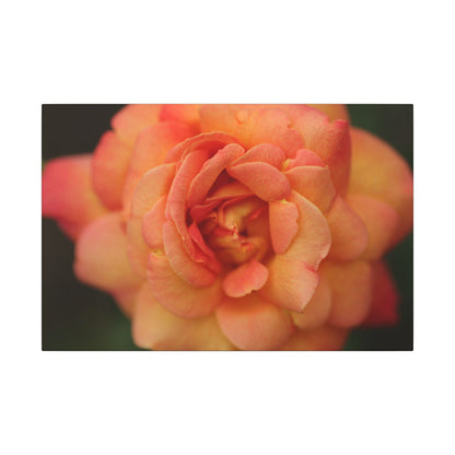 Sunset Sherbet Rose Wall Art Canvas