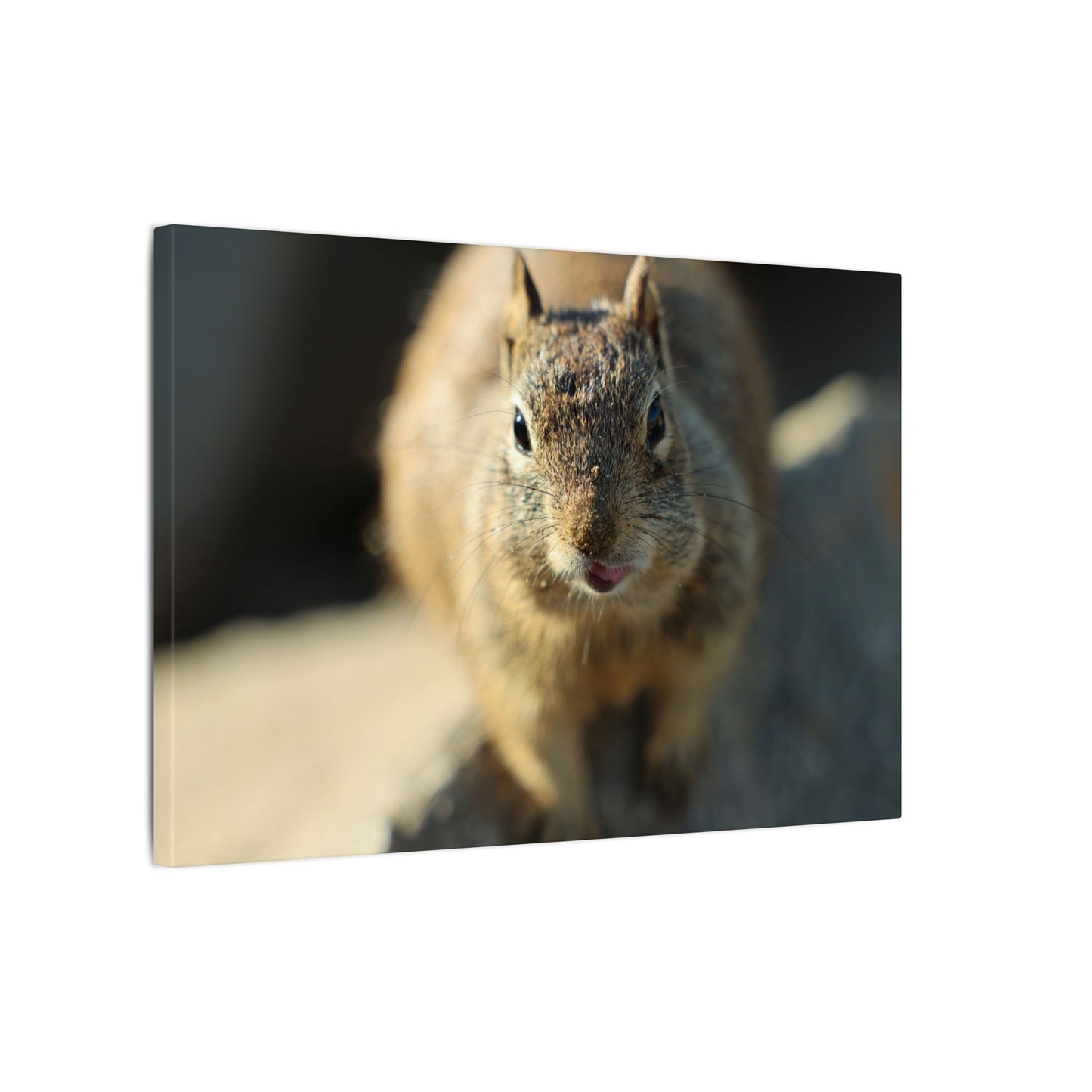 Starving Beach Squirrel Wall Art Canvas