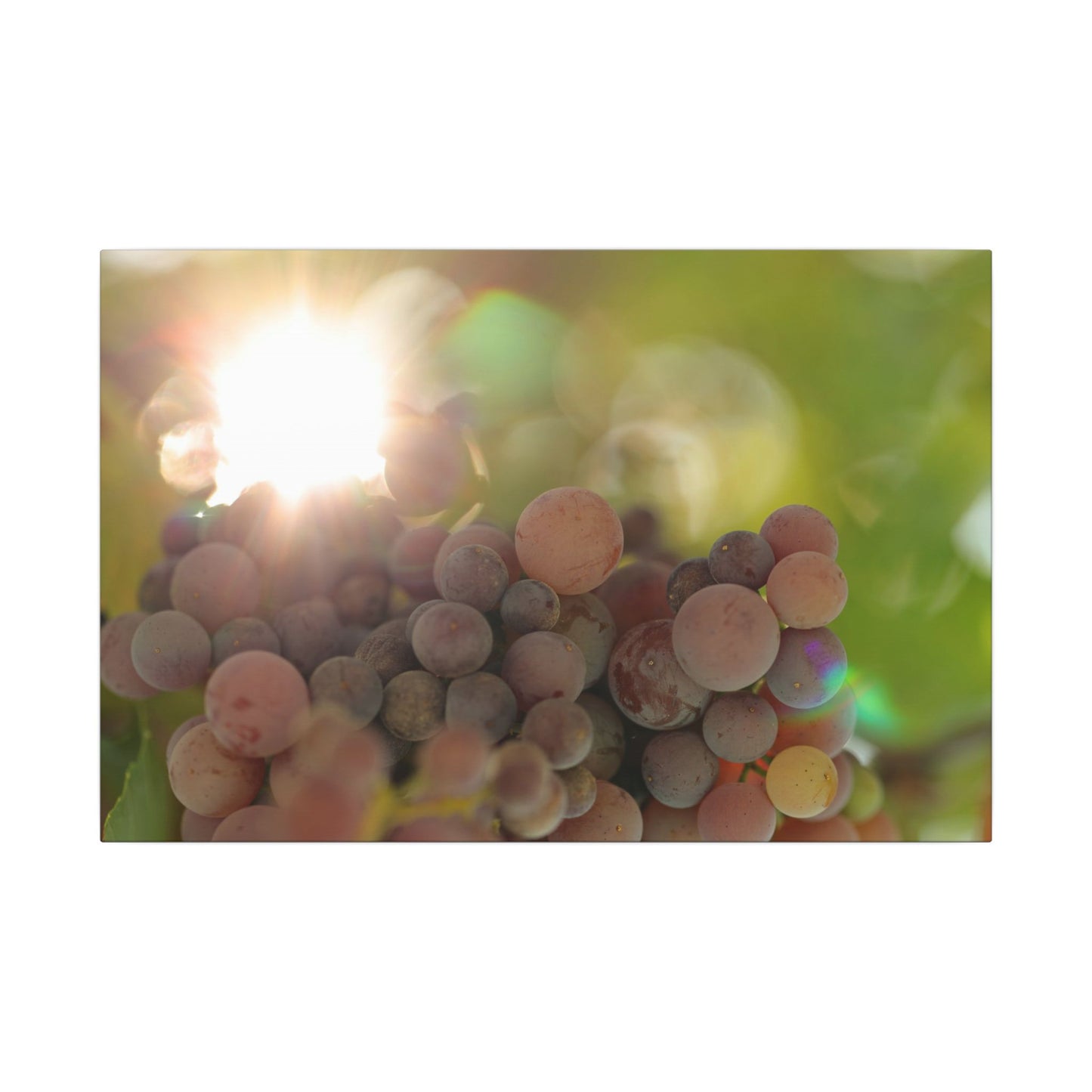 Grape Shine Wall Art Canvas