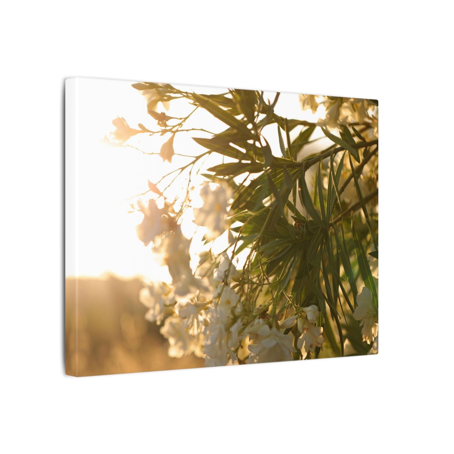 Nerium Oleander Rosebay Wall Art Canvas