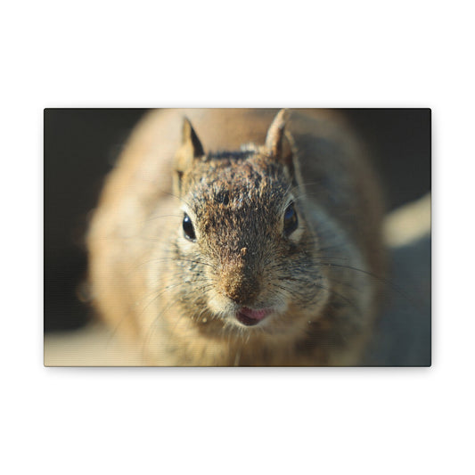 Starving Beach Squirrel - Wall Canvas