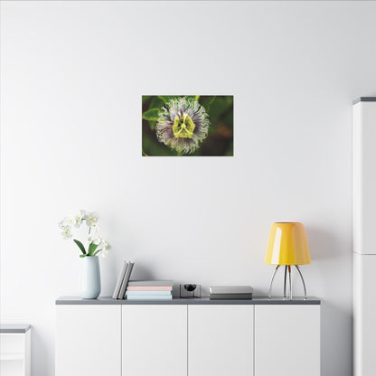 Passiflora Passion Flower Wall Art Canvas