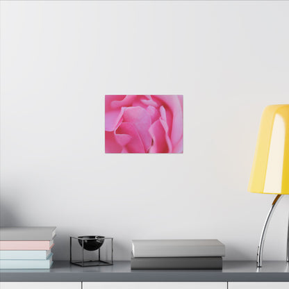 Voluptuous Pink Rose Wall Art Canvas