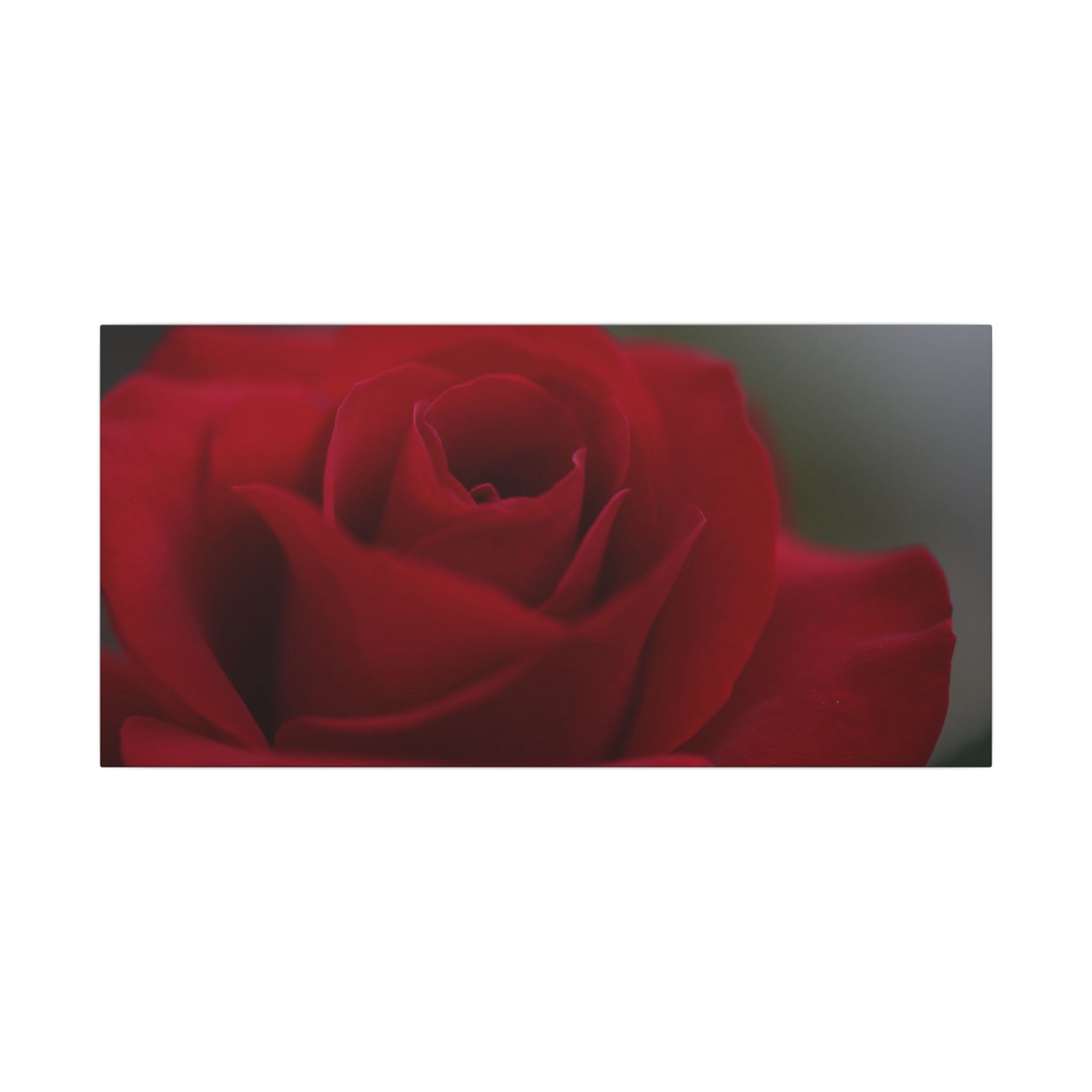 Red Rush Rose Wall Art Canvas