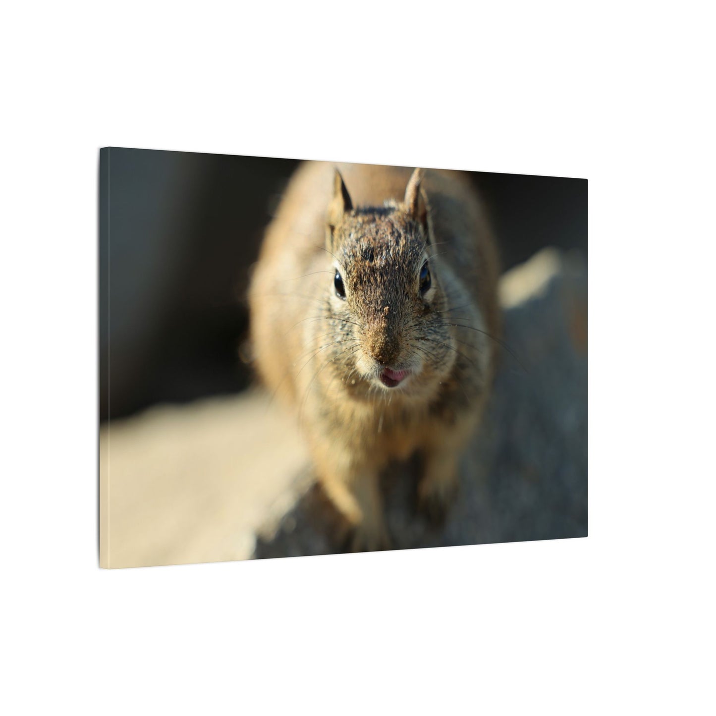 Starving Beach Squirrel Wall Art Canvas