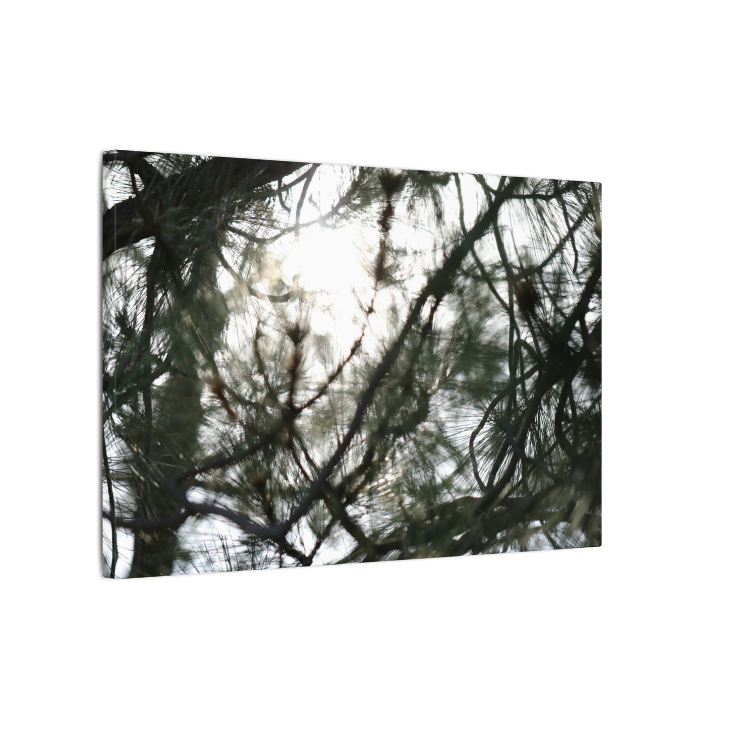 Of The Trees Wall Art Canvas