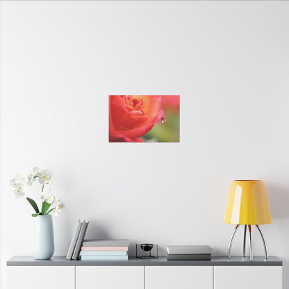 Drip Reflection Rose Wall Art Canvas