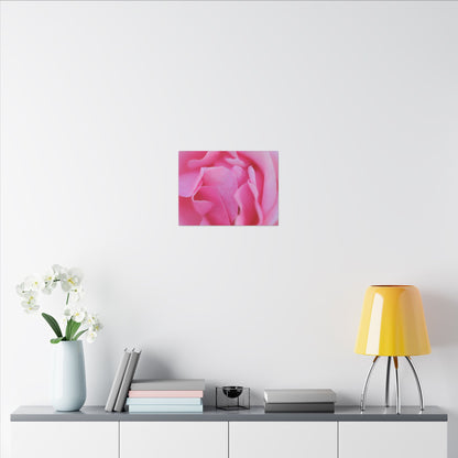 Voluptuous Pink Rose Wall Art Canvas
