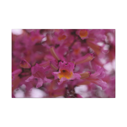 Pink Jacaranda Macro Wall Art Canvas