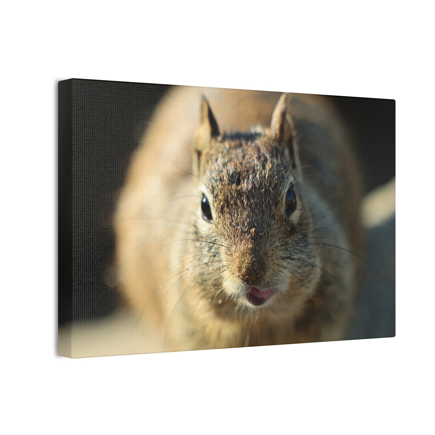 Starving Beach Squirrel - Wall Canvas