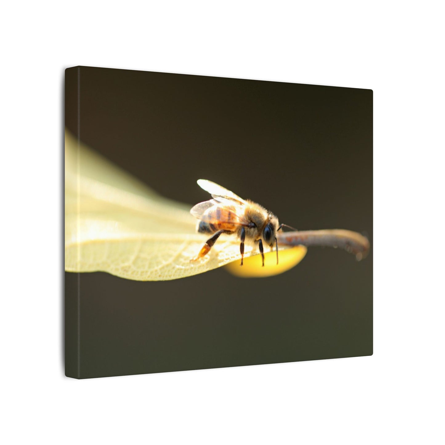 Honey Bee Glow Wall Art Canvas