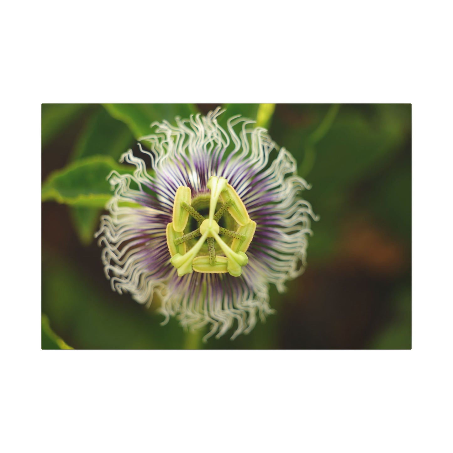 Passiflora Passion Flower Wall Art Canvas