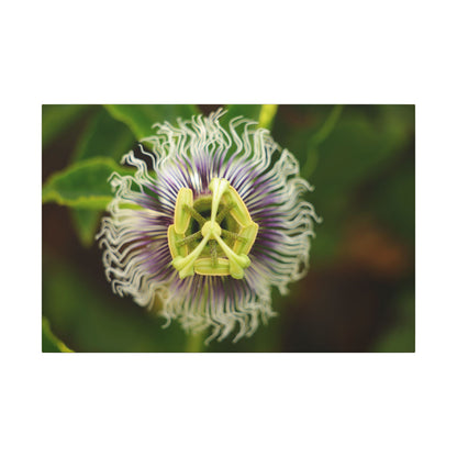 Passiflora Passion Flower Wall Art Canvas