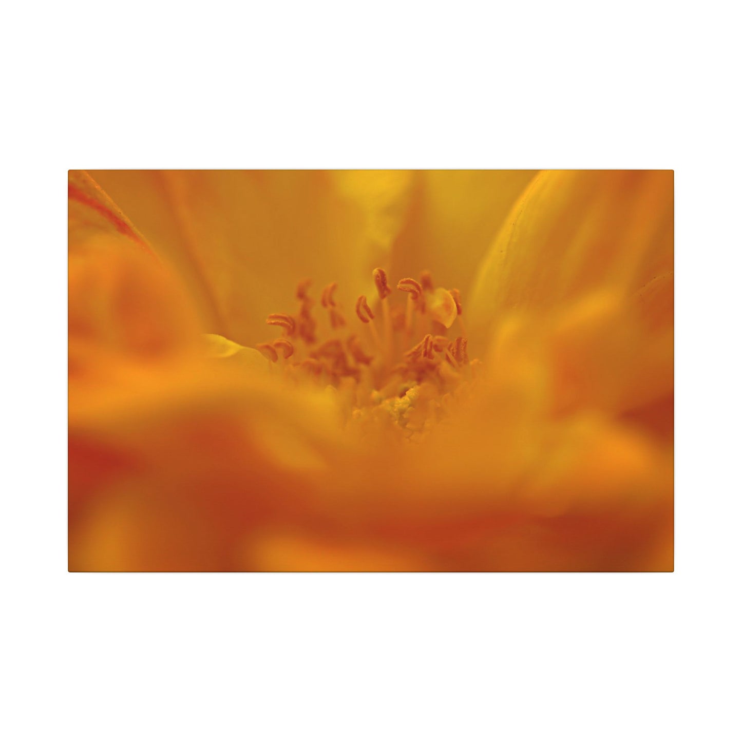 Hidden Gem Rose Wall Art Canvas