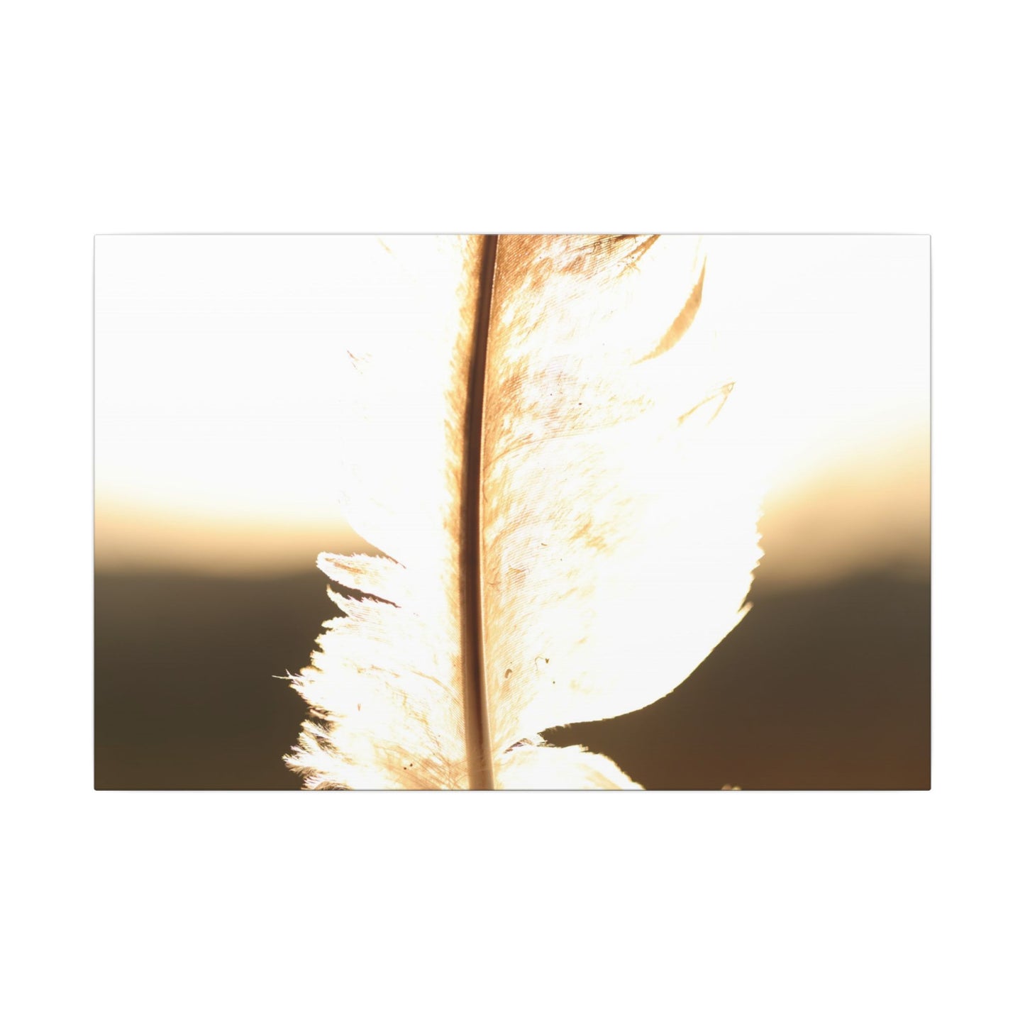 Feather in the Sun Wall Art Canvas