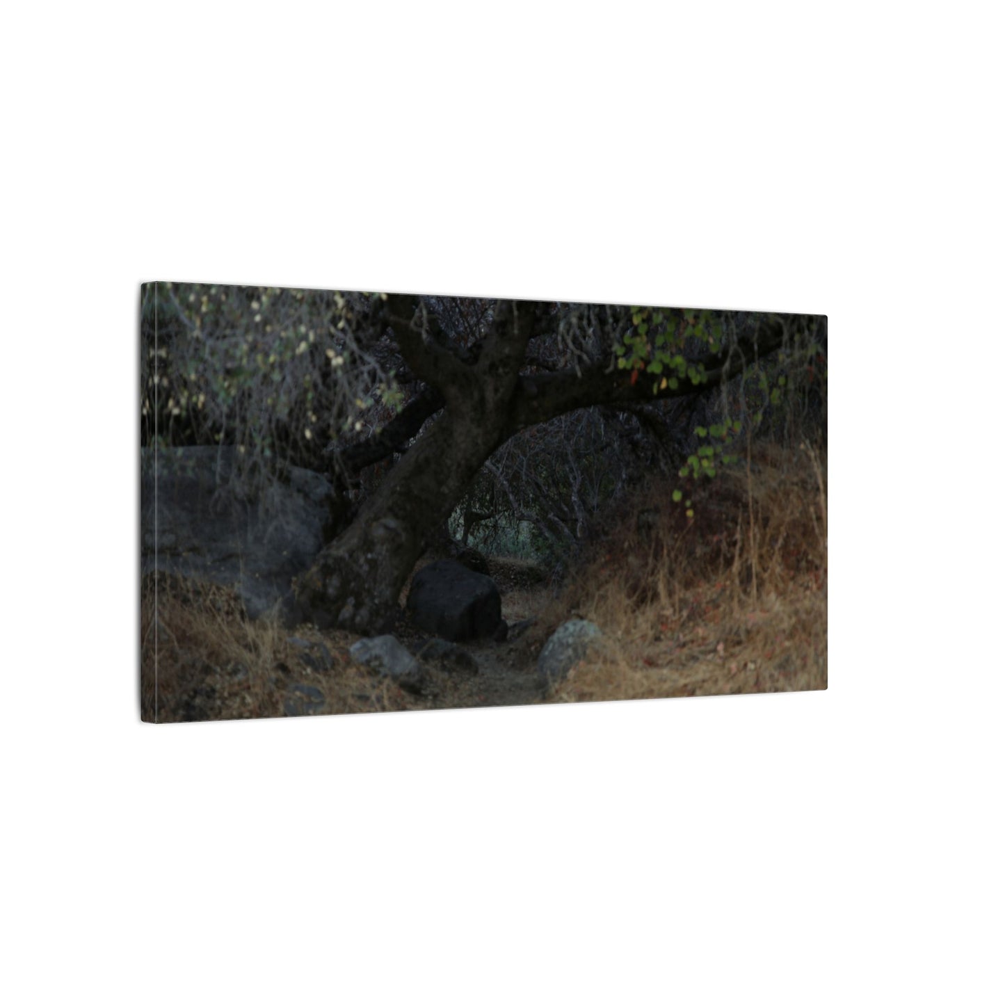 Hidden Path Wall Art Canvas