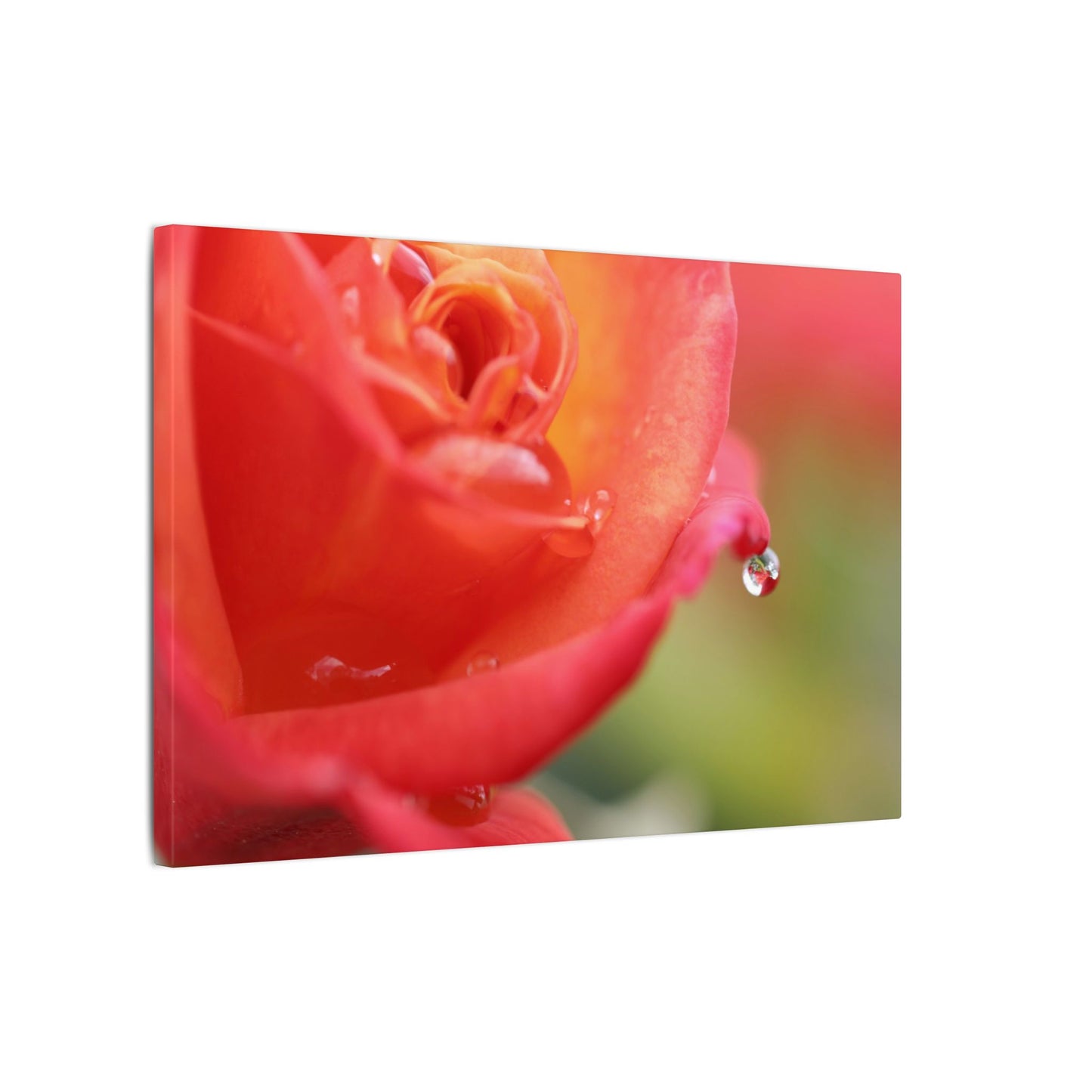 Drip Reflection Rose Wall Art Canvas