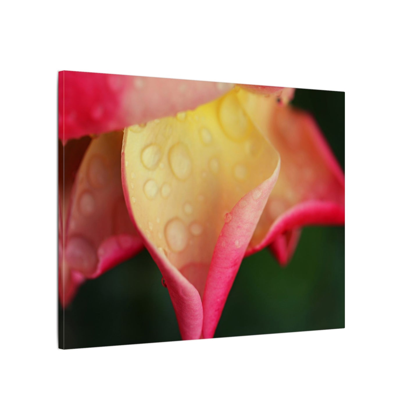 Delicate Rain Rose Wall Art Canvas