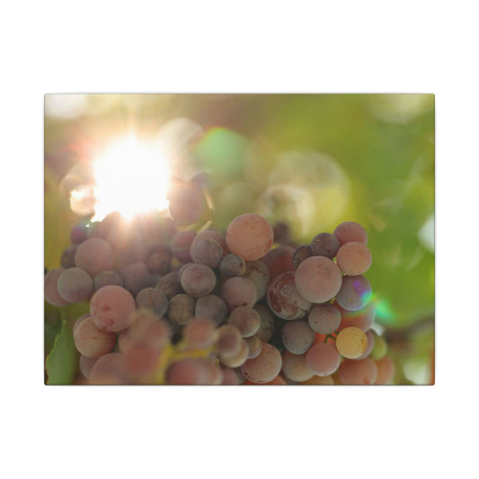 Grape Shine Wall Art Canvas