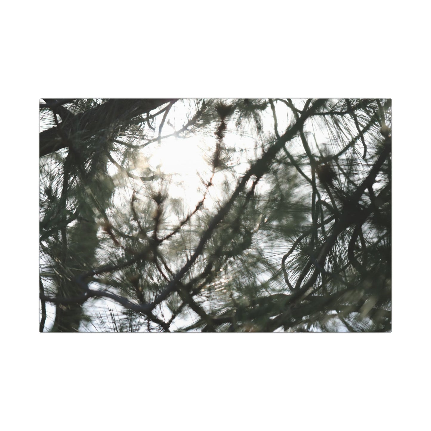 Of The Trees Wall Art Canvas