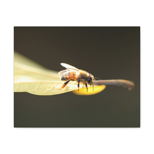 Honey Bee Glow Wall Art Canvas