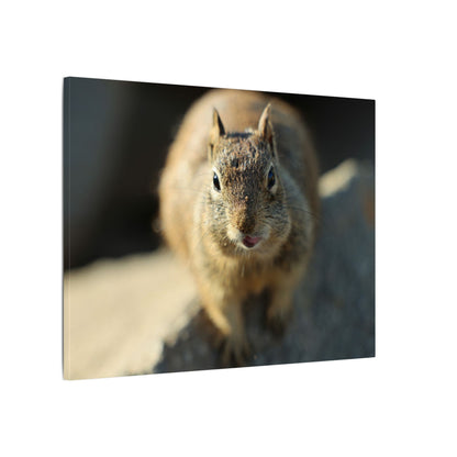 Starving Beach Squirrel Wall Art Canvas