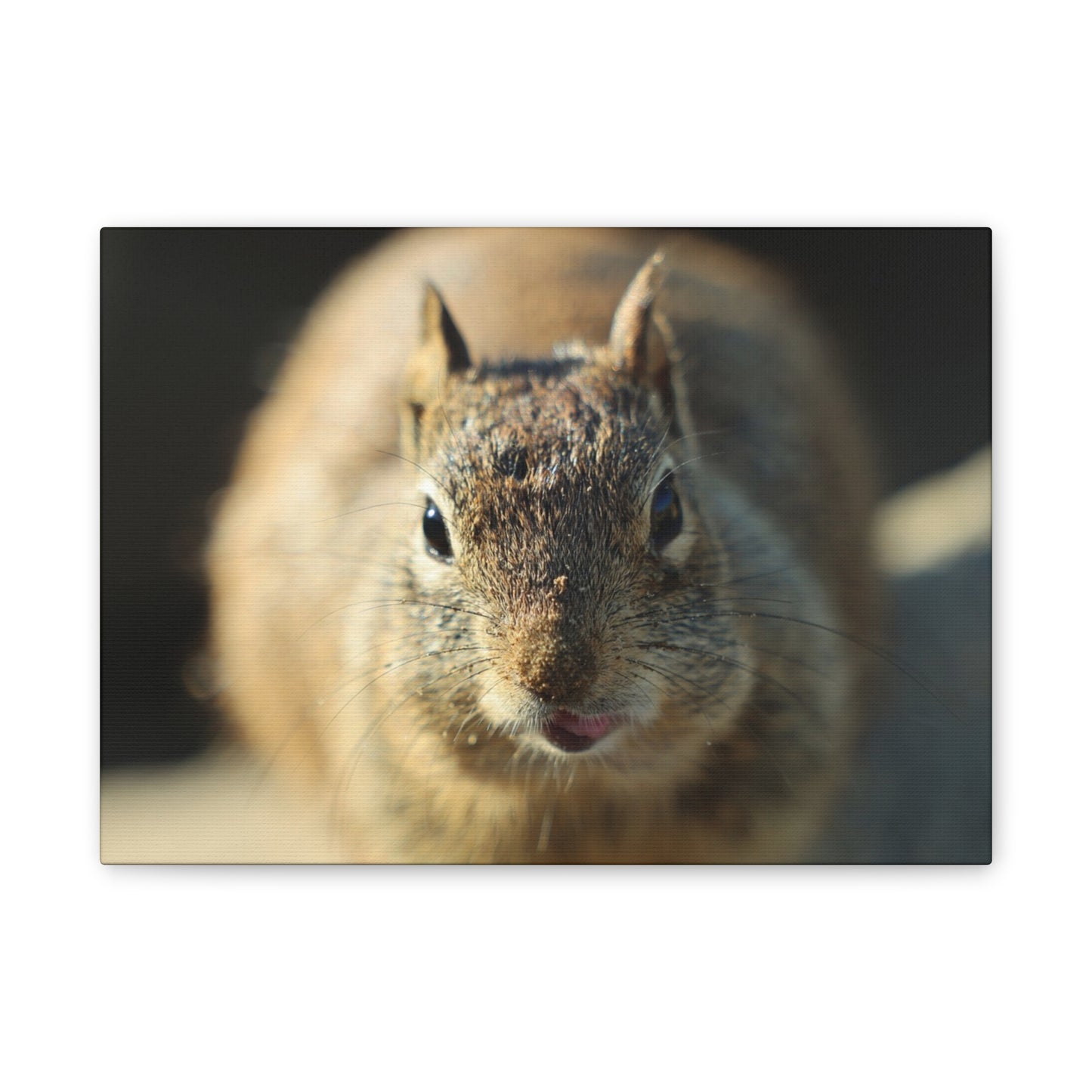 Starving Beach Squirrel - Wall Canvas