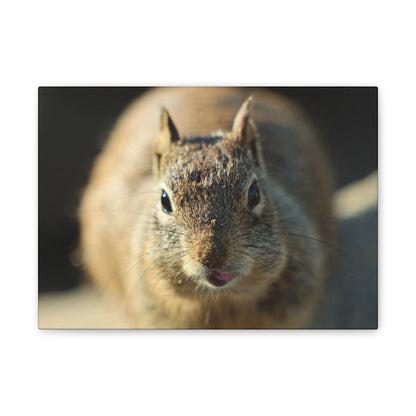 Starving Beach Squirrel - Wall Canvas