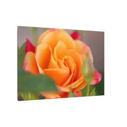 Paradise Rose Wall Art Canvas