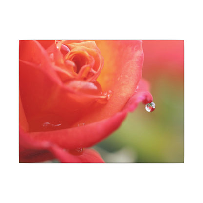 Drip Reflection Rose Wall Art Canvas