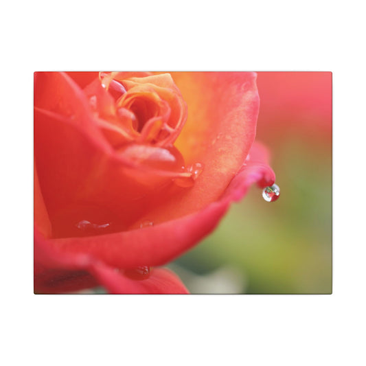 Drip Reflection Rose Wall Art Canvas