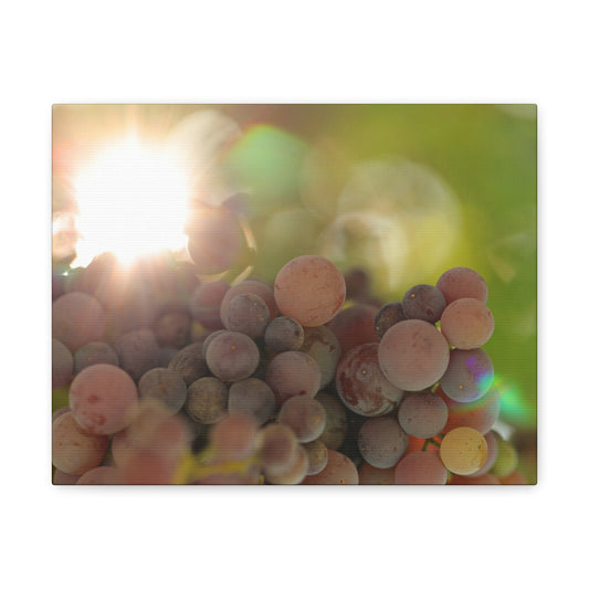 Grape Shine Wine Wall Art Canvas