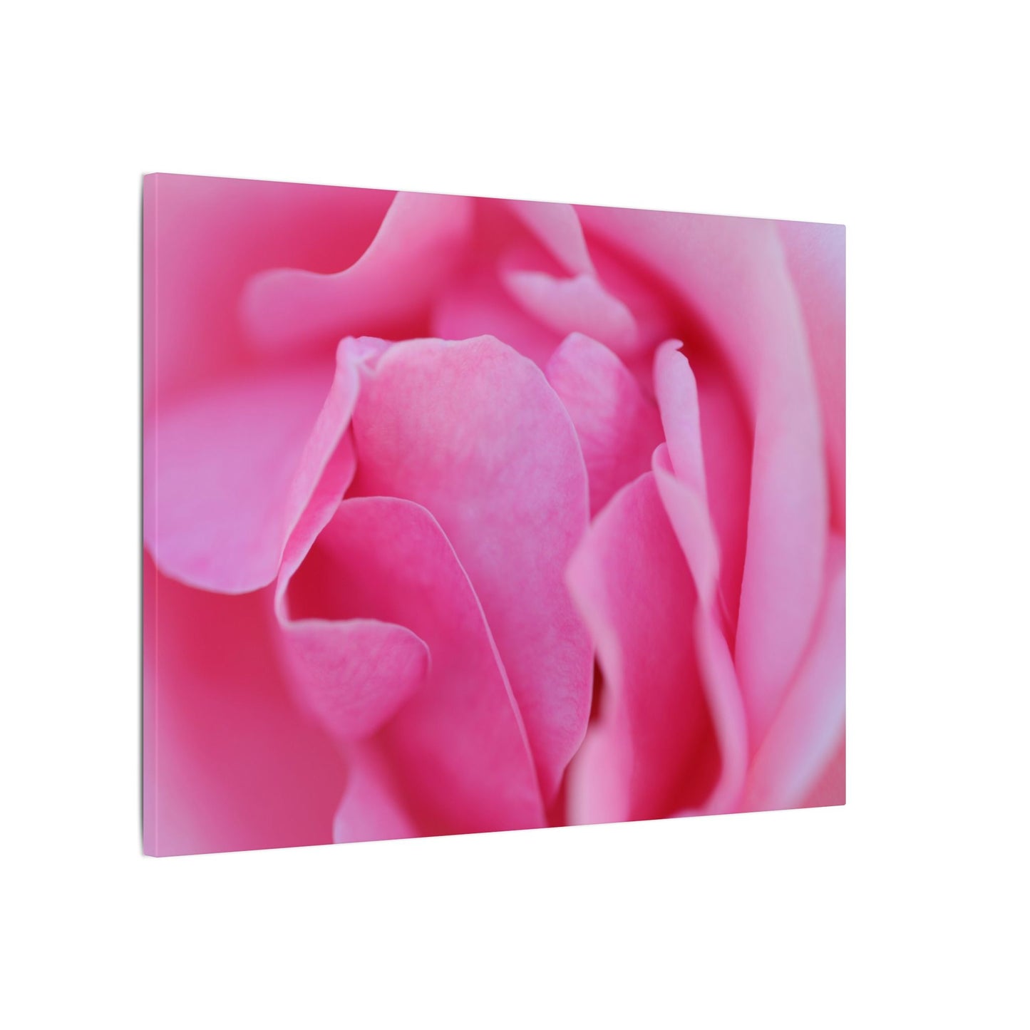 Voluptuous Pink Rose Wall Art Canvas