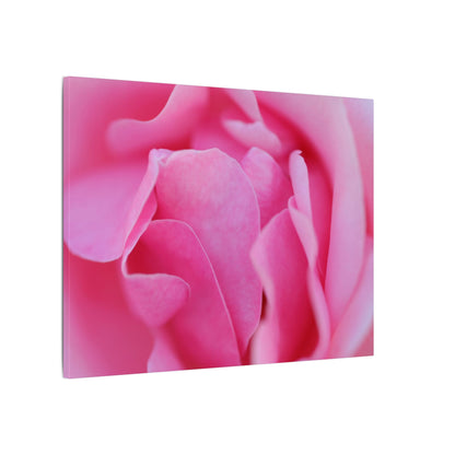Voluptuous Pink Rose Wall Art Canvas