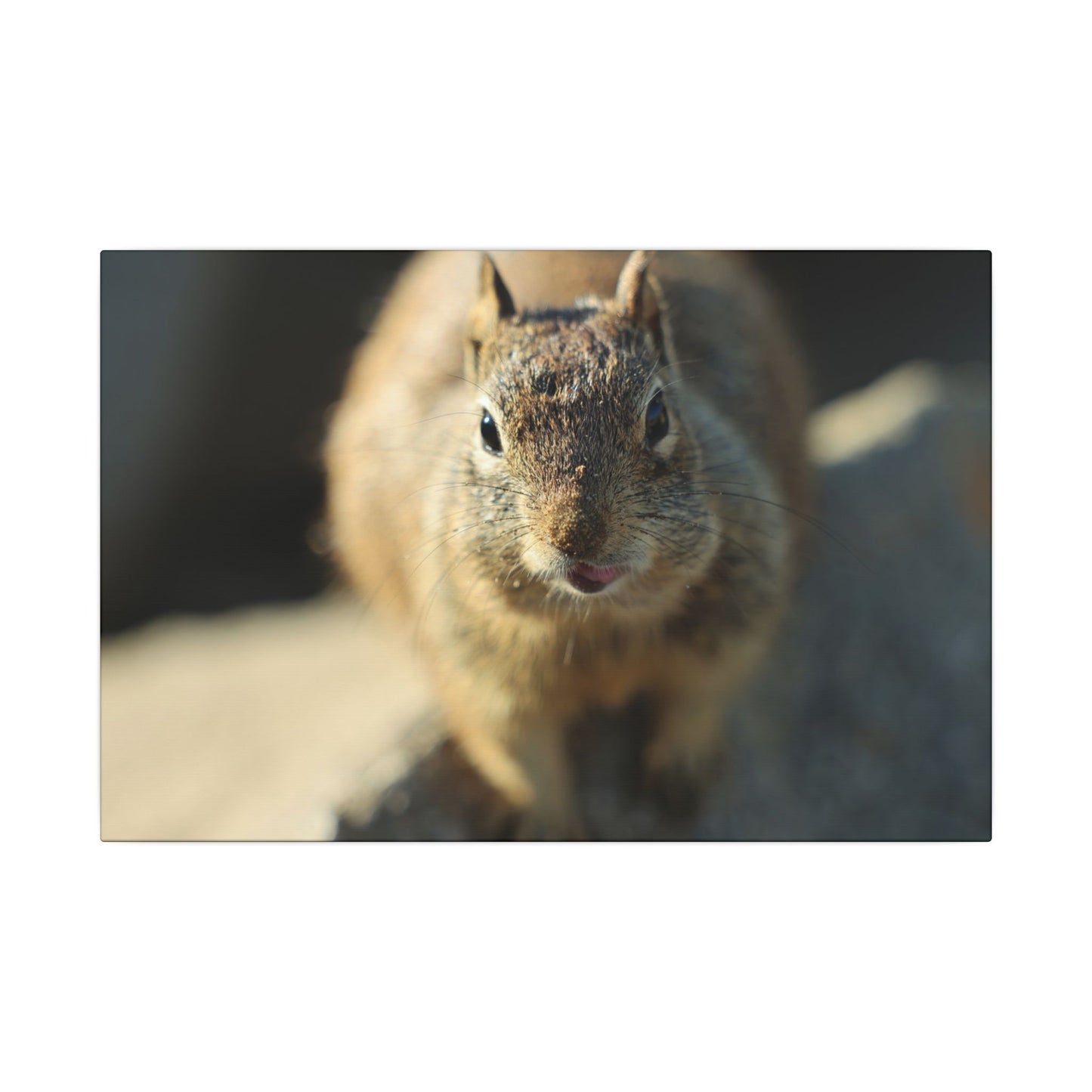 Starving Beach Squirrel Wall Art Canvas