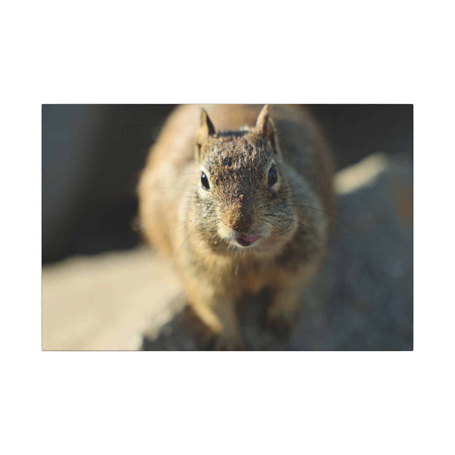 Starving Beach Squirrel Wall Art Canvas