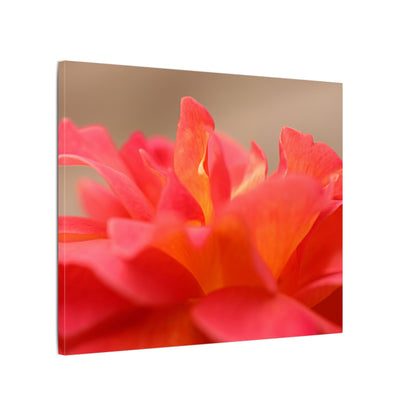 Color Bloom Rose Wall Art Canvas
